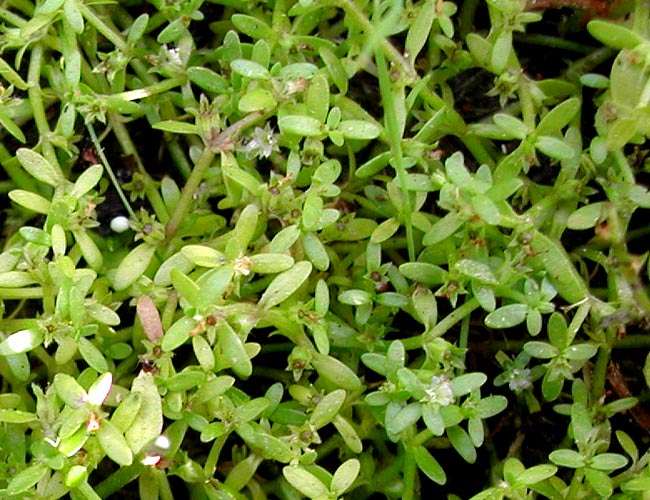 スズメノハコベ（スズメハコベ）-兵庫県の湿生・水生植物-