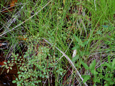 小湿地に成育するコバノトンボソウ