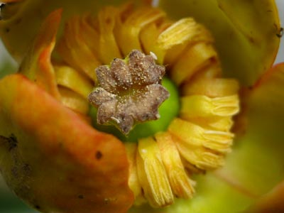 サイコクヒメコウホネの花