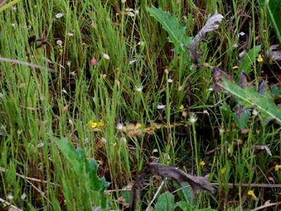 溜池跡地の湿生植物