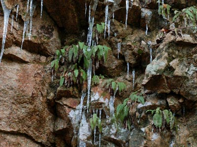 凍った岩壁のオサシダ