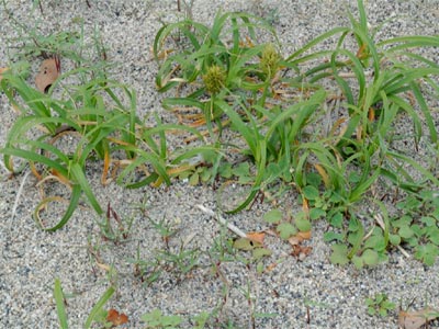 砂浜に見られる海浜植物
