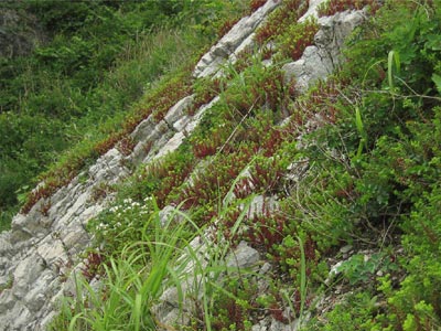 2011年5月30日・海岸の風衡地に見られる植生