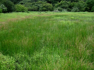2011年8月8日・円山川氾濫原の池跡湿地