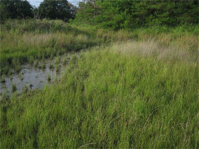 溜池畔の貧栄養湿地
